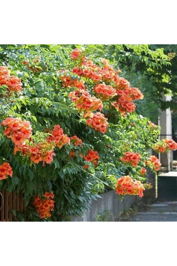 Acem Borusu Çiçeği Tohumu Tropikal Çiçek Tohumları (20 Adet Tohum) - Resim 3