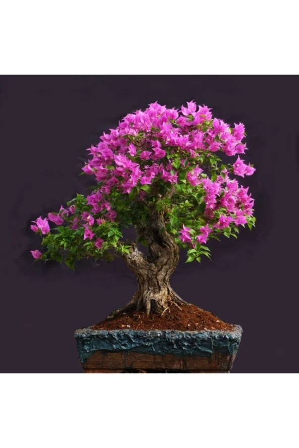 Bonsai Begonvil Tohumu - Resim 2