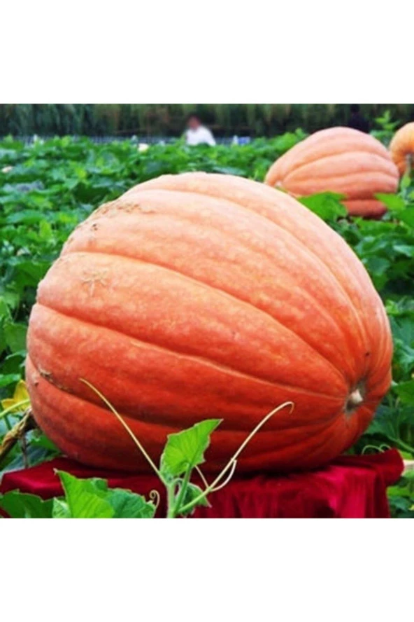 Eko Paket 50 Adet Dev Bal Kabağı Tohumu ürün görseli