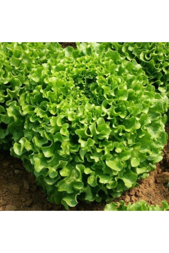 100 Adet Marul Arapsaçı Sebze Tohumu ürün görseli