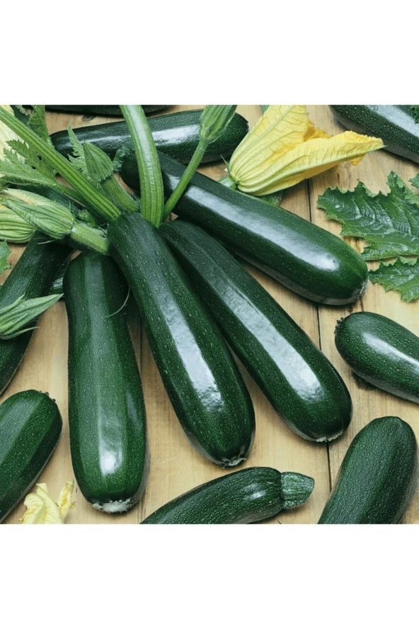 Dolmalık Kabak (kolsuz) Tohumu - 100 Adet ürün görseli