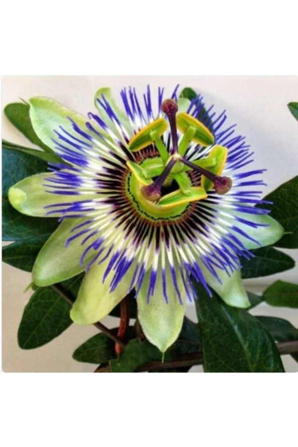 Paketli (10-15 Adet) Passiflora Çiçek Tohumu ürün görseli