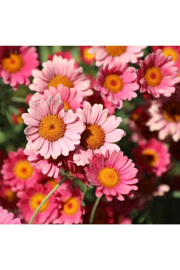 10-15 Adet Pembe Papatya Çiçek Tohumu ürün görseli 1