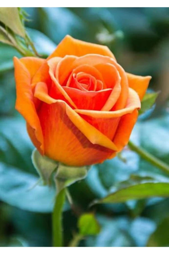 5 Adet Yediveren Turuncu Gül Tohumu - Resim 2