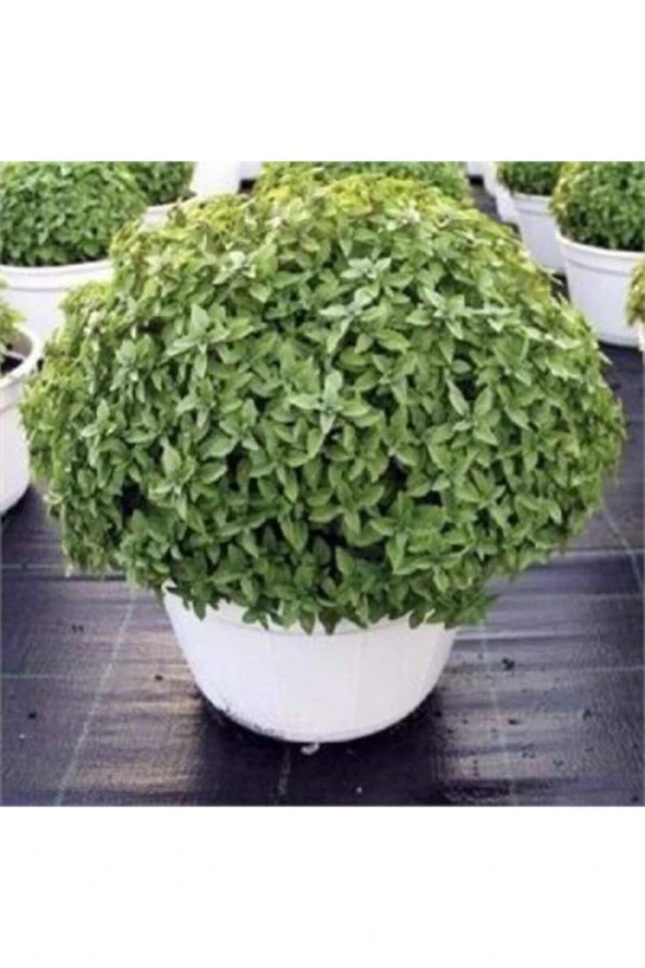 500 Adet Top Reyhan/fesleğen Tohumu - Resim 2