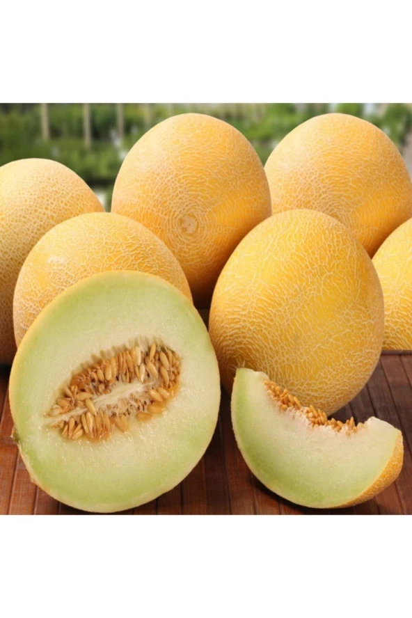 100 Adet Kavun Toros Sarı Bal Meyve Tohumu ürün görseli