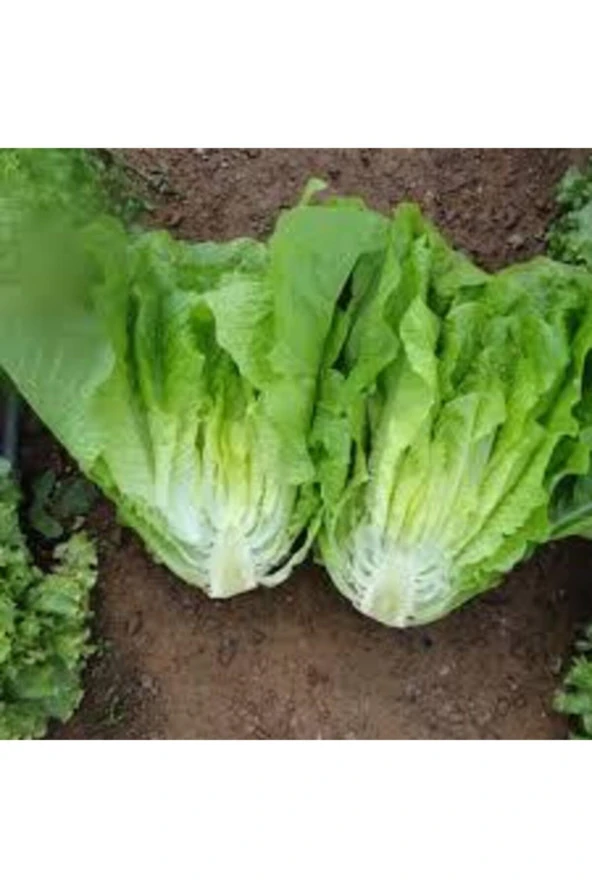 100 Adet Yedikule Marul Sebze Tohumu ürün görseli