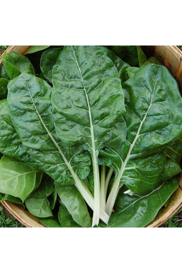 100 Adet Pazı Sebze Tohumu ürün görseli