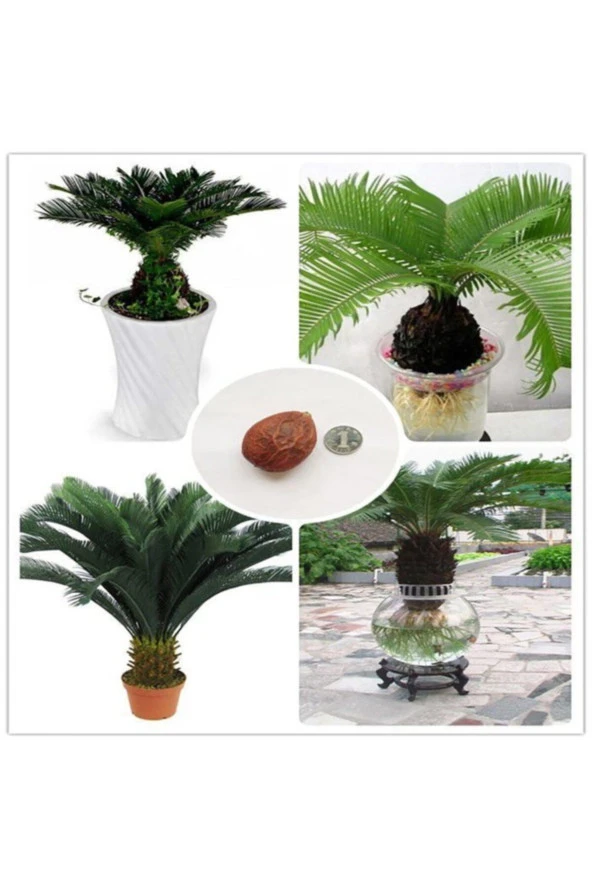 Sycas (sikas) - Japon Palmiye - Cüce Palmiye Tohumu Tropikal Ağaç Tohumları (1 Adet Tohum) ürün görseli