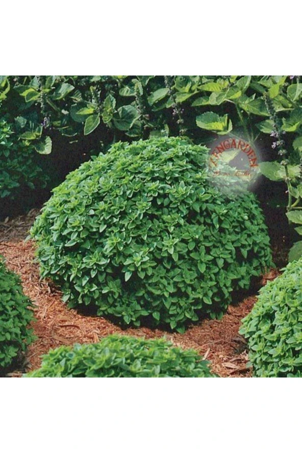 500 Adet Top Reyhan/fesleğen Tohumu - Resim 3