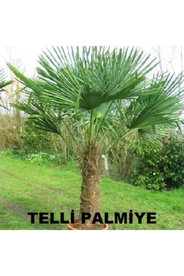 Telli Palmiye Tohumu - Trachycarpus Fortunei (10 Adet Tohum)