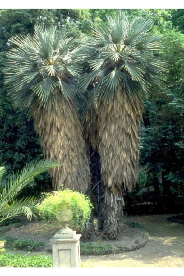 Trithrinax Campestris Palmiye Tohumu (2 Adet Tohum) ürün görseli