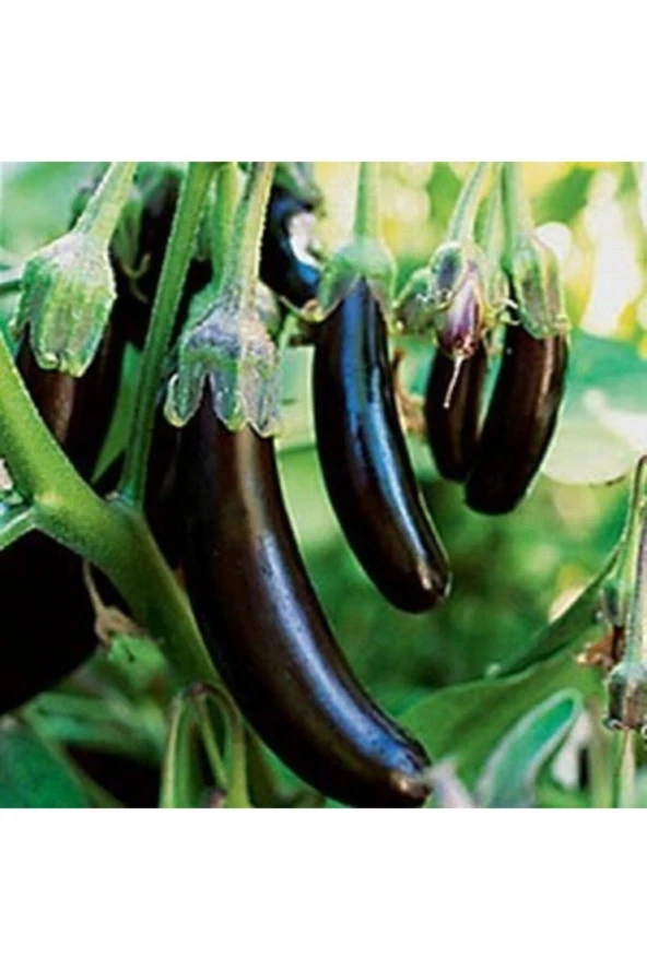 Kemer - Uzun Patlıcan Tohumu (20 Adet Tohum) ürün görseli