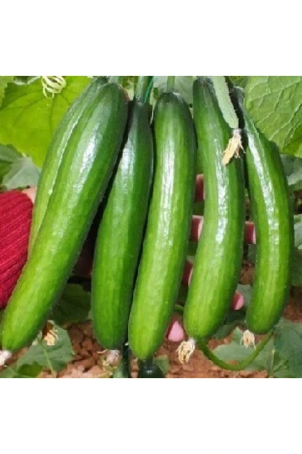 Salatalık Tohumu (20 Adet Tohum) ürün görseli 1