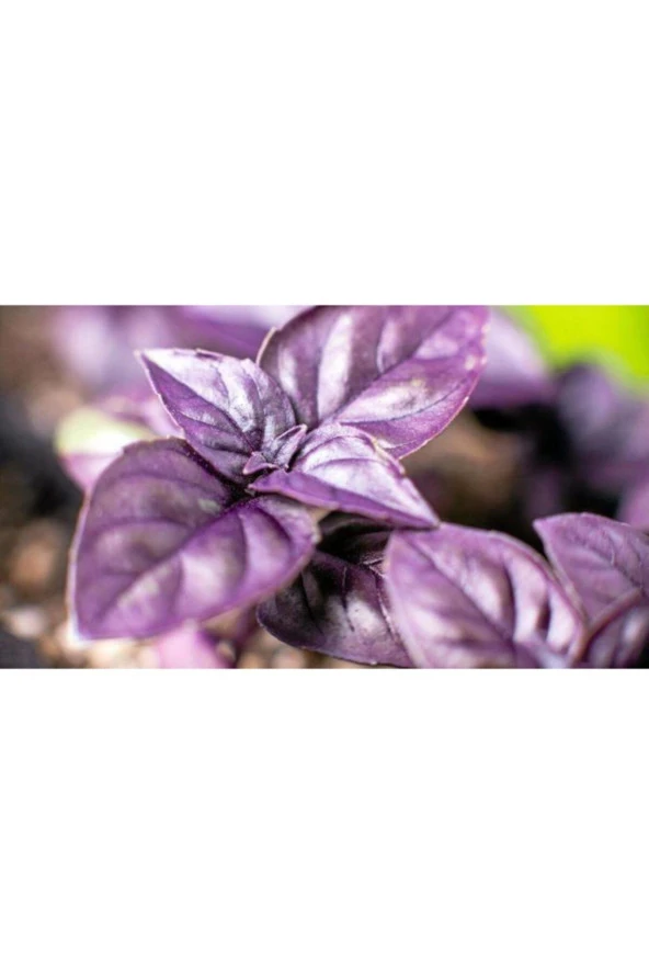 100 Reyhan Sebze Tohumu ürün görseli