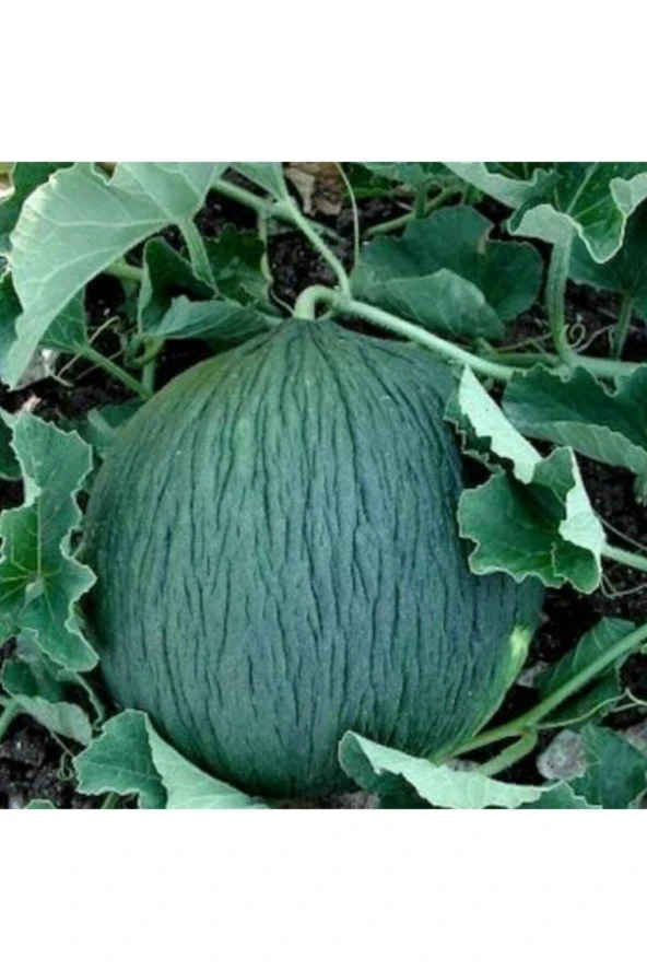 100 Adet Kavun Hasanbey Tohumu ürün görseli