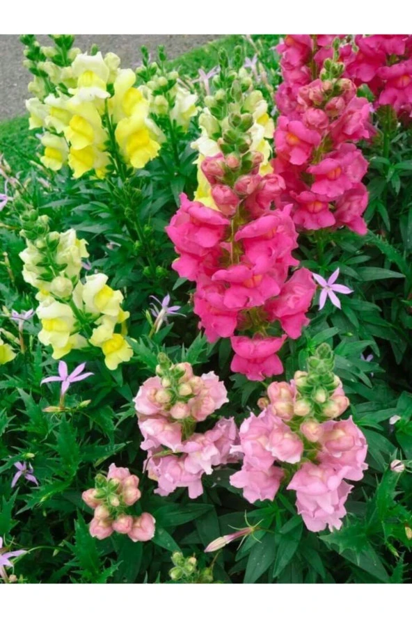 10-15 Adet Kına Çiçeği Tohumu ürün görseli