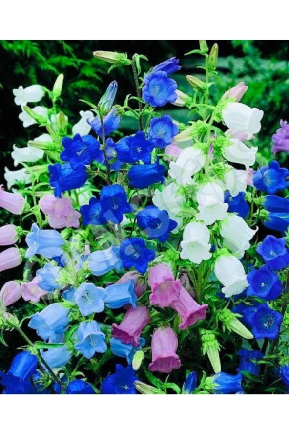 10-15 Adet Karışık Renk Çan Çiçeği Tohumu ürün görseli