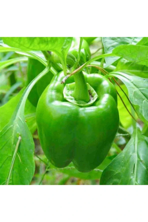 100 Adet Kandil Biber Dolma Sebze Tohumu ürün görseli