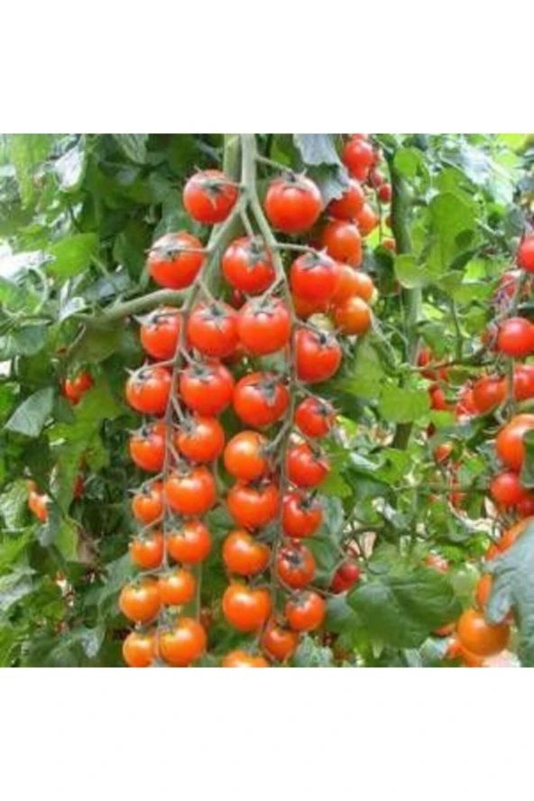 Cherry Domates Tohumu (20 Adet Tohum) ürün görseli 1