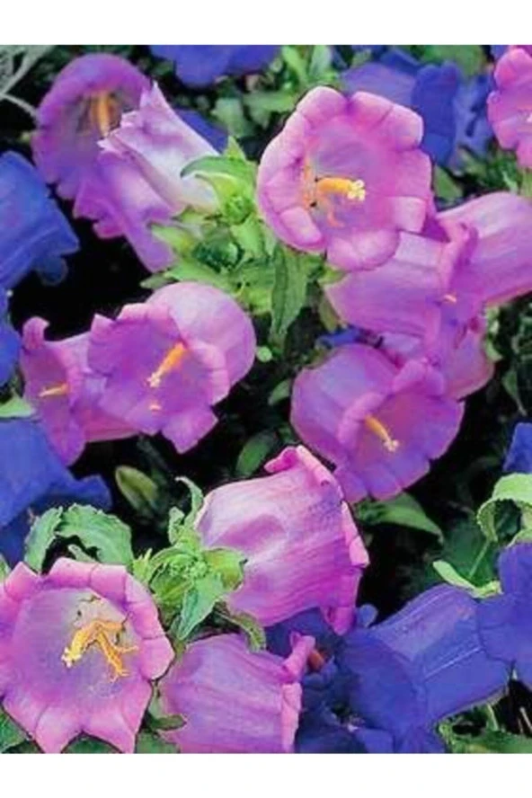 10-15 Adet Karışık Renk Çan Çiçeği Tohumu - Resim 2