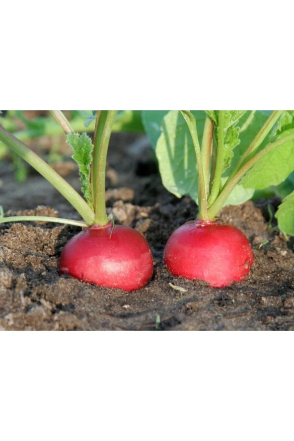 Kırmızı Turp Tohumu (10 Adet Tohum) ürün görseli