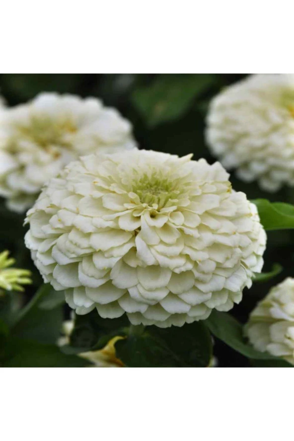 Beyaz Renk Zinnia Çiçeği Tohumu - Resim 2