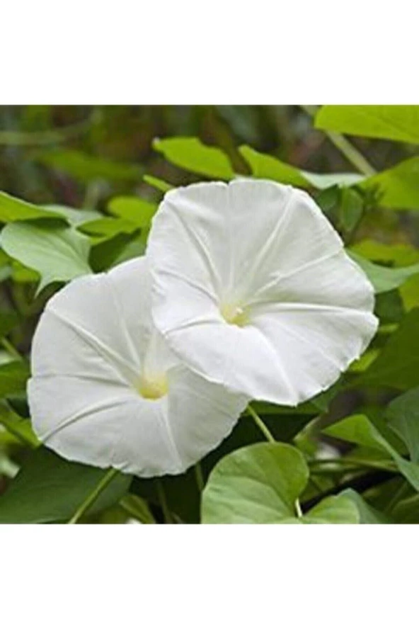 Tohumculuk Gece Güzeli Çiçeği Tohumu (10 Tohum) ürün görseli