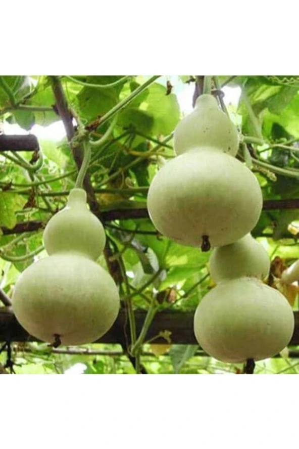 Süs Kabağı - Su Kabağı Tohumu (20 Adet Tohum) ürün görseli