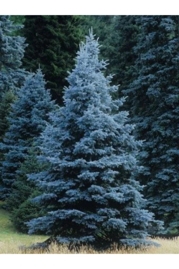 10-15 Adet Mavi Ladin Ağacı Tohumu ürün görseli