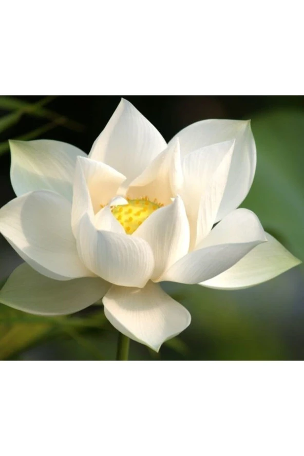 Karışık Renkli Lotus Çiçeği Tohumu ürün görseli