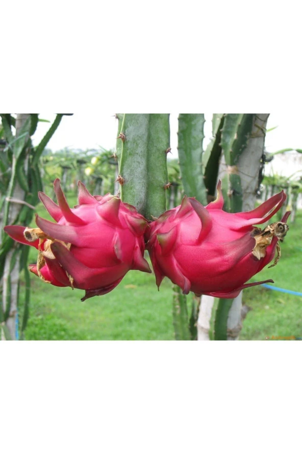 Ejderha Meyvesi - Dragon Fruit Tohumu Tropikal Meyve Tohumları (10 Adet Tohum) ürün görseli