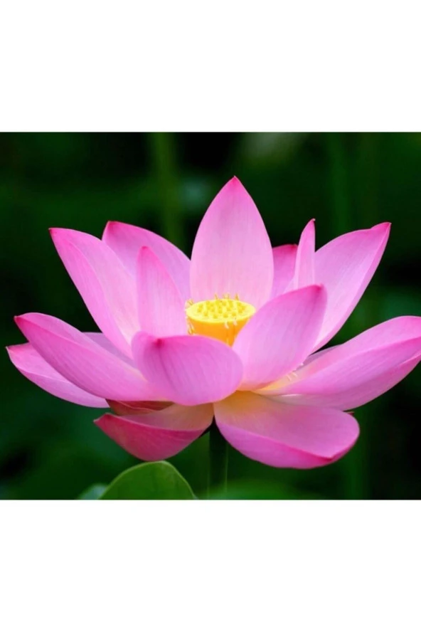 Karışık Renkli Lotus Çiçeği Tohumu - Resim 2