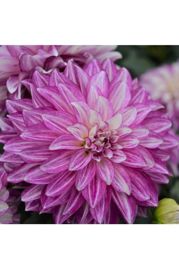 50 Adet Karışık Renk Dahlia (yıldız Çiçeği) Tohumu + 10 Adet Karışık Renk Gül Tohumu ürün görseli 1