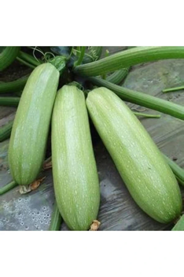 Sakız Beyaz Kabak Tohumu (10 Adet Tohum) ürün görseli 1