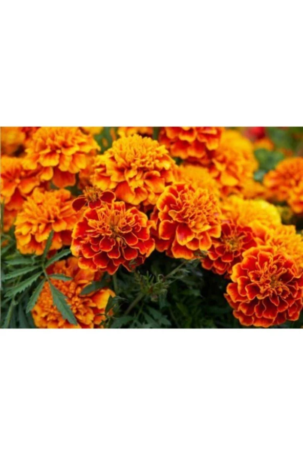 50 Adet Kadife Çiçeği Tohumu ürün görseli 1