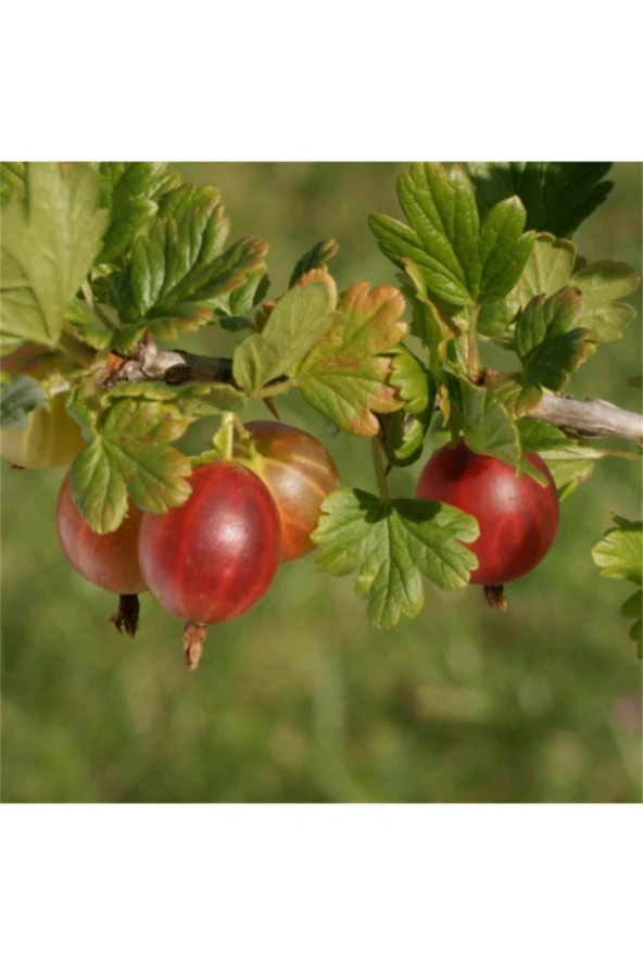 Kırmızı Bektaşi Üzümü & American Red Goosberry Fruit Tohumu Tropikal Meyve Tohumları (5 Adet Tohum) - 1