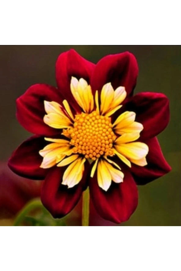 10 Adet Yıldız Dahlia Çicek Tohumu + 10 Adet Hediye Karışık Renk Gül Tohumu ürün görseli