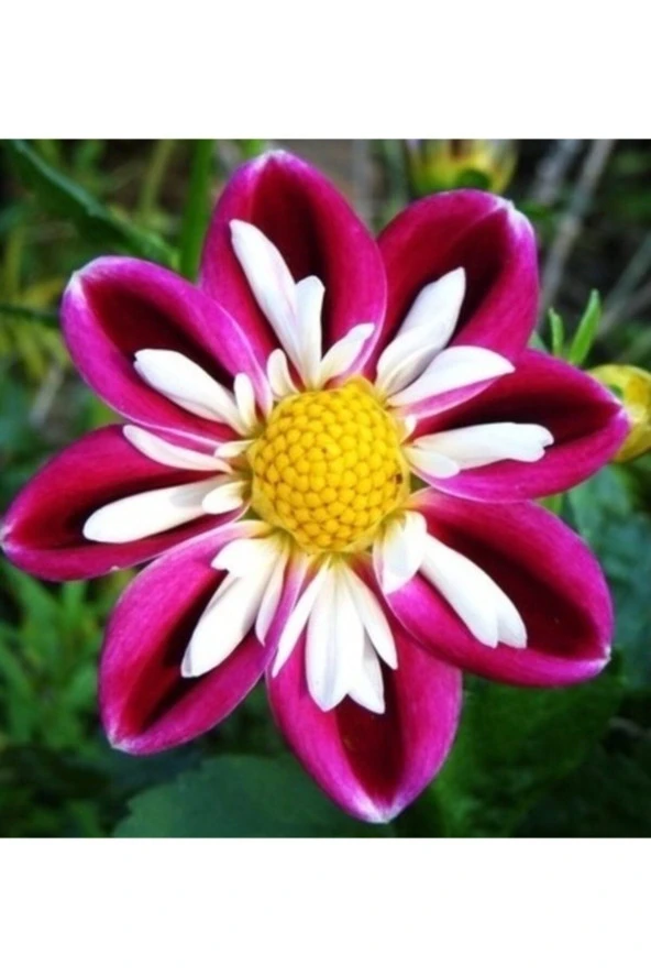 10 Adet Bordo Beyaz Dahlia (yıldız Çiçeği) Tohumu + 10 Adet Hediye Karışık Renk Gül Çiçek Tohumu ürün görseli