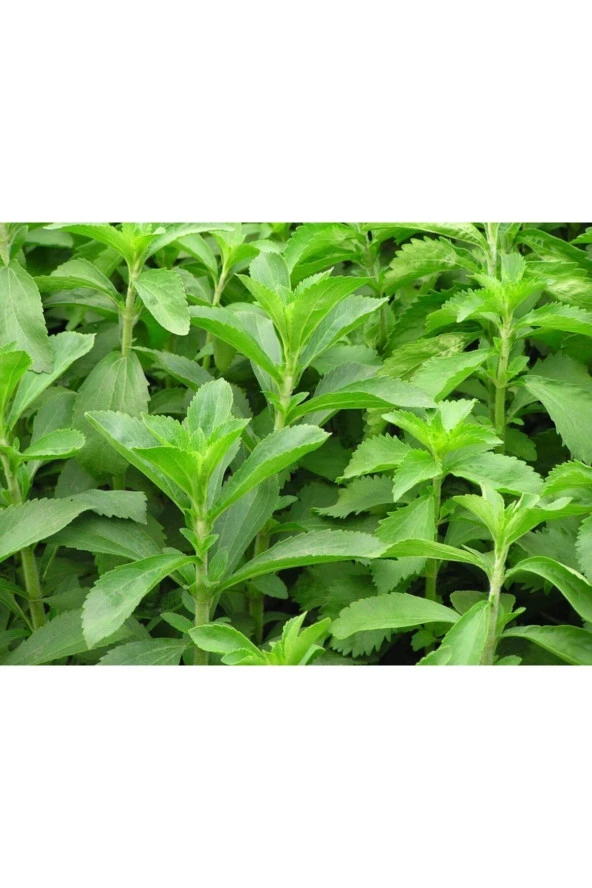 Şeker Otu - Stevia - Tohumu Tropikal Sebze Tohumları (10 Adet Tohum)
