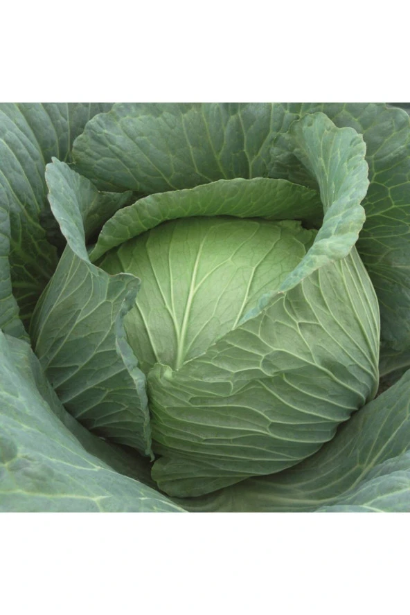 Beyaz Lahana Tohumu 50+ Adet Sarmalık Yemeklik Doğal Bafra Yerli Bahçe Için Ideal ürün görseli
