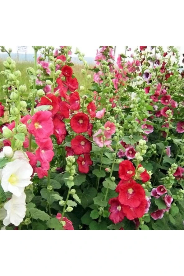 Gül Hatmi Çiçeği Tohumu 15 Adet ürün görseli