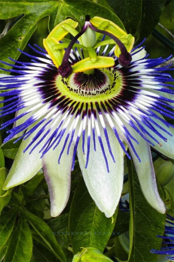 Pasiflora Çarkıfelek Çiçek Tohumu 5 Adet Doğal Tohum Saksı+torf Hediye Ev Bahçe Için Ideal ürün görseli