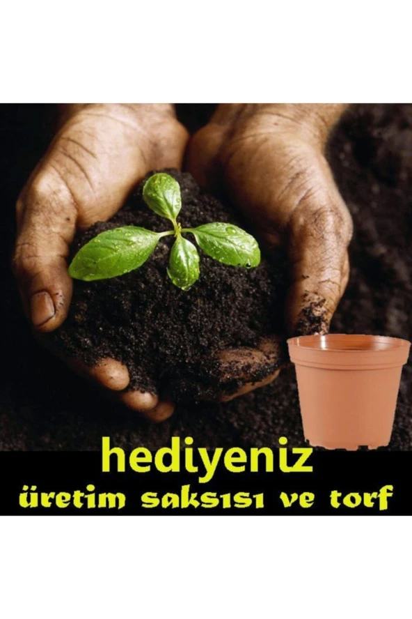 Gül Hatmi Çiçeği Tohumu 15 Adet - Resim 2