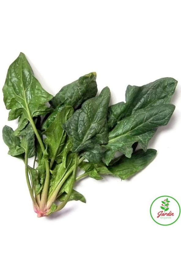 Ispanak Tohumu 100+ Adet Doğal Matador Cinsi Bağ Ve Bahçeye Uygun ürün görseli