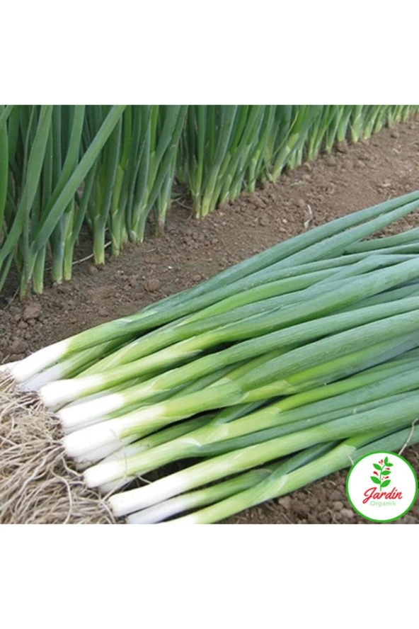 Yeşil Soğan Tohumu 200+ Adet Tatlı Doğal Saksı Ev Ve Bahçe Için Ideal ürün görseli