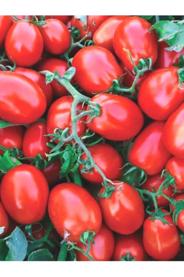 Domates Rıo Grande Tohumu Uzun Salçalık Etli Sulu 50 Adet Domates Tohumu ürün görseli 1