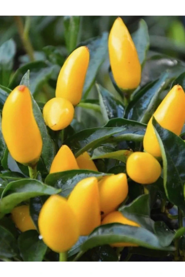 Süs Biberi Tohumu 25 Adet ürün görseli