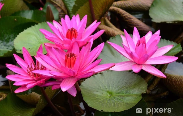 3 Adet Pembe Renk Lotus Çiçeği  Tohumu ürün görseli