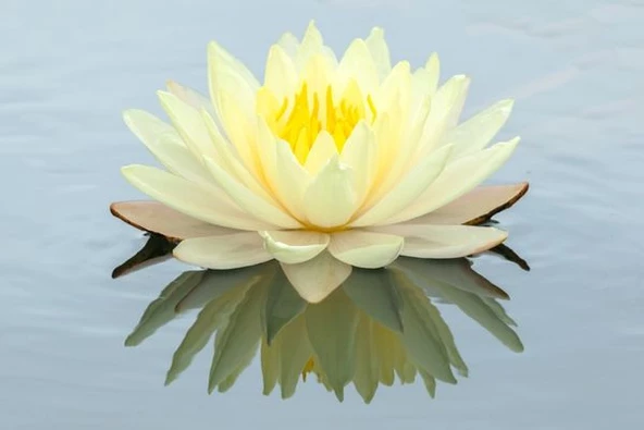 3 Adet Sarı Renk Lotus Çiçeği (nilüfer) Tohumu ürün görseli